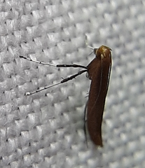Caloptilia invariabilis