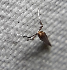 Caloptilia invariabilis