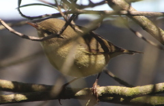 Phylloscopus ibericus