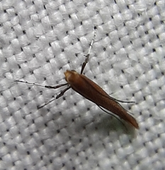 Caloptilia invariabilis