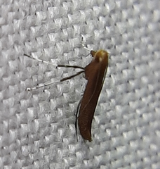 Caloptilia invariabilis
