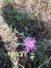 Centaurea × moncktonii