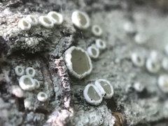 Lecanora pacifica