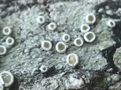 Lecanora pacifica