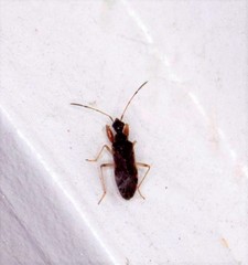 Pseudopamera nitidula