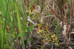 Hypericum kalmianum
