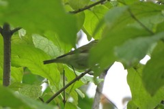 Phylloscopus trochiloides