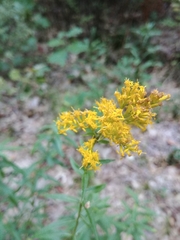 Solidago