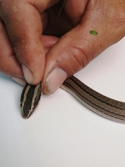 Conophis vittatus