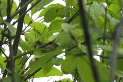 Phylloscopus trochiloides
