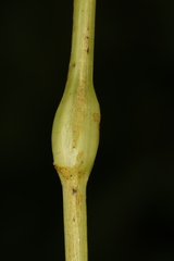 Neolasioptera impatientifolia