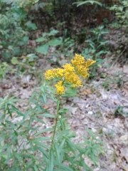 Solidago
