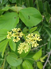 Cissus microcarpa