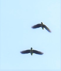 Amazona albifrons