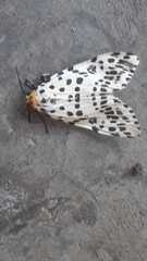 Juxtarctia multiguttata