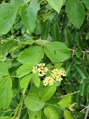 Cissus microcarpa