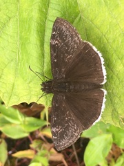 Erynnis scudderi