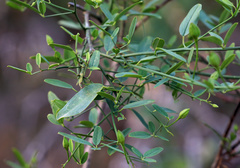 Maerua juncea crustata