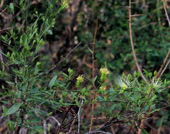 Maerua juncea crustata