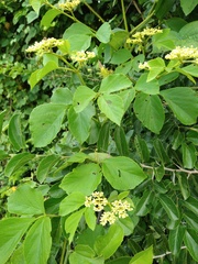 Cissus microcarpa
