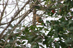 Turdus falcklandii