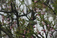 Sephanoides sephaniodes