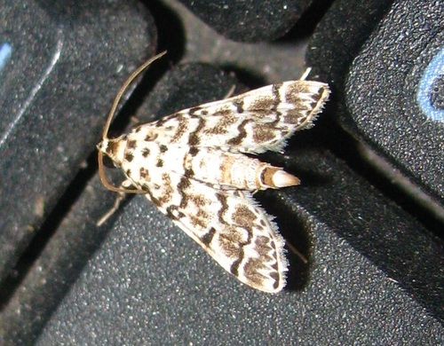 Metoeca foedalis