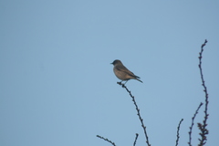 Muscisaxicola maclovianus