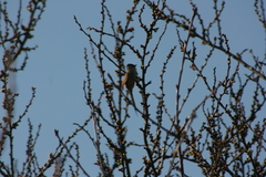 Leptasthenura aegithaloides