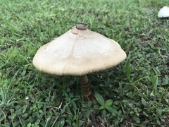 Chlorophyllum molybdites image