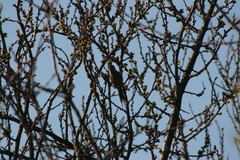 Leptasthenura aegithaloides