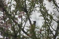 Sephanoides sephaniodes