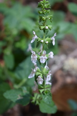 Stachys rigida