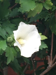 Hibiscus syriacus