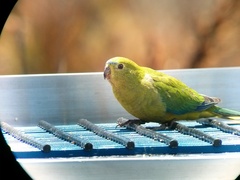 Neophema chrysogaster