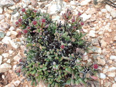 Ruschia aggregata