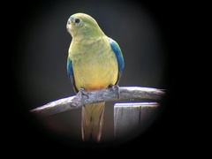 Neophema chrysogaster