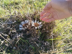 Carlina acaulis acaulis