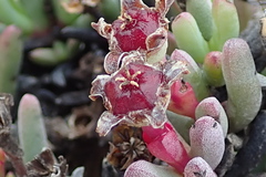 Ruschia aggregata