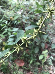 Lacistema aggregatum