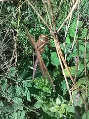 Aeshna grandis