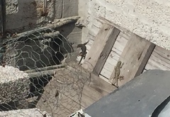 Sceloporus grammicus