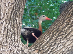 Dendrocygna autumnalis