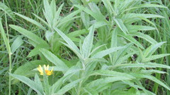 Jacobaea paludosa lanata