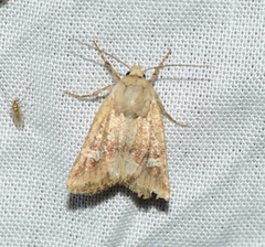 Lacinipolia stricta