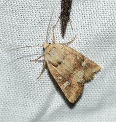 Lacinipolia stricta