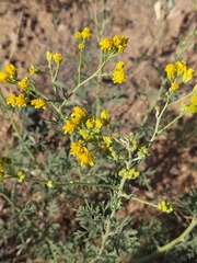 Hymenothrix wislizeni