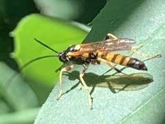 Ichneumon annulatorius