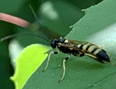 Ichneumon annulatorius