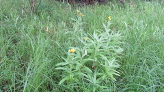 Jacobaea paludosa lanata